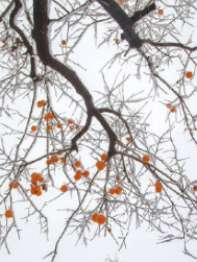 唐飛大毒梟番外封面